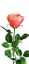 Umelá ruža, ružová, 69 cm, umelé kvety, ruze, stabilizované ruže, popinave ruze, biele ruže, lacne umele kvety, ruze v boxe, umelé kvety ako živé, luxusné umelé kvety, ruza cena, modré ruže, umele kvety kusovky, trvacne ruze v boxe, trvácne ruže v boxe, umelé kvety do vázy, umelé kytice, aranžmány z umelých kvetov, umele kvety do vazy, umelé ruže